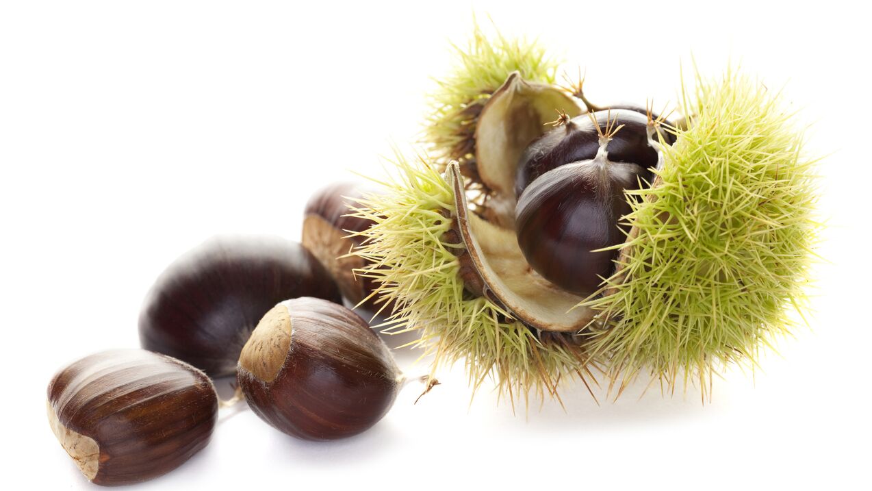 Ippocastano in Osteflex