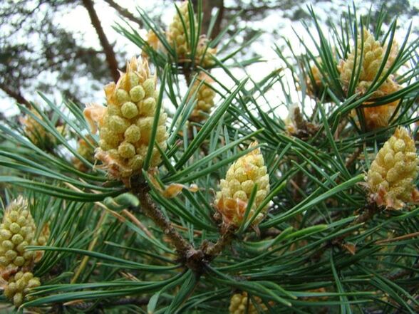 Pine gemme nella lotta contro l'osteocondosi cervicale